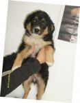 achille