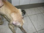 animaclinica1