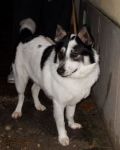 balto1
