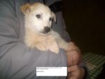 biscotto_maschio1