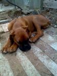boxer1