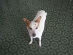 camillo4