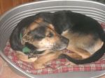 cane_0021