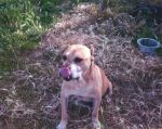 cane_1