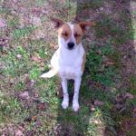 cane_abbandonato