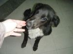 cani