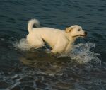 casper_mare