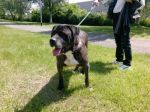 cassius