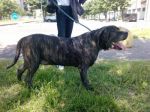 cassius2