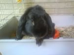 coniglio_furia2