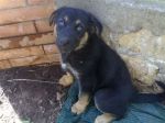 cucc_tipo_pastore_1