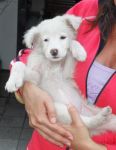 cucciola1