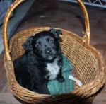 cucciola_nera_bianca_n.3_10001