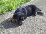 cucciole_pastore_tedesco1