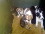 cuccioli-di-sweety-canile-di-rieti