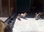 cuccioli-di-sweety-crescono-canile-di-rieti