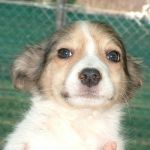 cuccioli10_pet_village