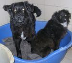 cuccioli11