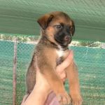 cuccioli12_pet_village