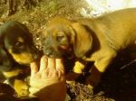 cuccioli2