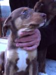 cuccioli22