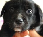 cuccioli2_copy