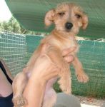 cuccioli5_pet-village
