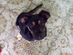 cuccioli_043