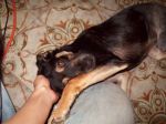 cuccioli_053