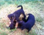 cuccioli_abbandonati