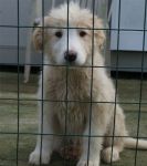 cuccioli_ancora3_1