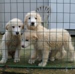 cuccioli_ancora3_3