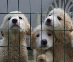 cuccioli_ancora3_4