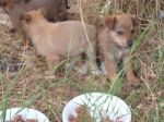 cuccioli_bosco2