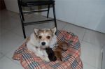 cuccioli_privato2