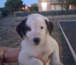 cuccioli_roma_1