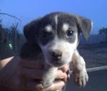 cuccioli_roma_2