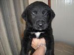 cuccioli_scolo1