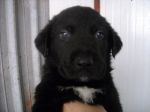 cuccioli_scolo2