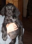cuccioli_setter2