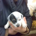cuccioli_t_p