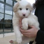 cuccioli_v_a5
