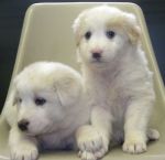 cuccioli_v_a_1