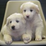 cuccioli_v_a_2