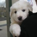 cuccioli_v_a_3