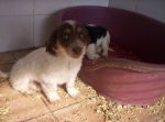 cuccioliaprilia1