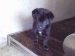 cuccioliartena2