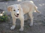 cucciolo-crema-in-piedi-rifugio-di-lanuvio-