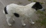 cucciolo1