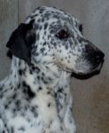 dalmata_aprilia1